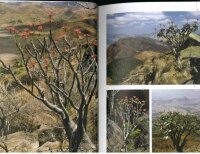 Pachypodium in Madagaskar - Walter Röösli