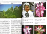 Schlumbergera Species and Hybrids- Frank Süpplie