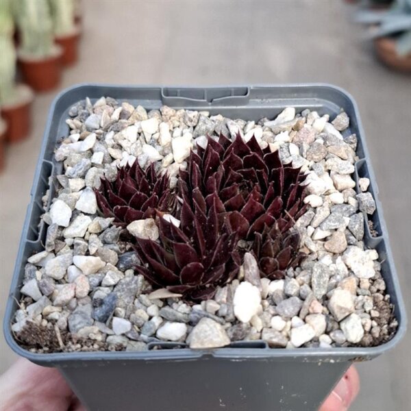 Sempervivum cv. Gangster (dw)