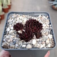 Sempervivum cv. Gangster (dw)