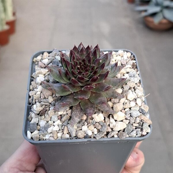 Sempervivum cv. Pink Infinity (dw)