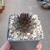 Sempervivum cv. Pink Infinity (dw)