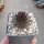 Sempervivum cv. Pink Infinity (dw)