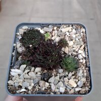 Sempervivum cv. Donald Duck (dw)