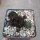 Sempervivum cv. Donald Duck (dw)