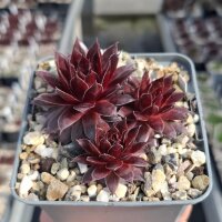 Sempervivum cv. Hot Like Fire (dw)