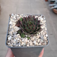 Sempervivum cv. Summer Festival (dw)