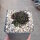 Sempervivum cv. Summer Festival (dw)