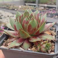 Sempervivum cv. Sparkling Burgundy (dw)