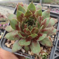 Sempervivum cv. Sparkling Burgundy (dw)