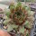 Sempervivum cv. Sparkling Burgundy (dw)