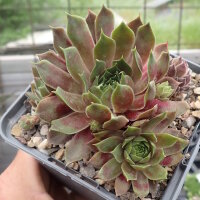 Sempervivum cv. Powder Puff (dw)