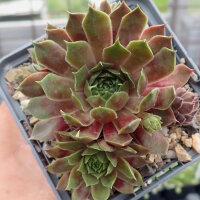 Sempervivum cv. Powder Puff (dw)