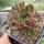 Sempervivum cv. Powder Puff (dw)