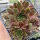 Sempervivum cv. Powder Puff (dw)