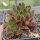Sempervivum cv. Powder Puff (dw)