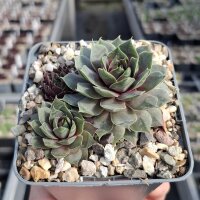 Sempervivum cv. Candy Kiss (dw)
