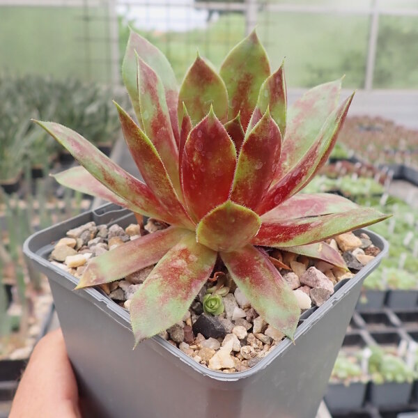 Sempervivum cv. End of Day (dw)