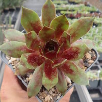 Sempervivum cv. End of Day (dw)