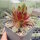 Sempervivum cv. End of Day (dw)