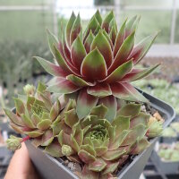 Sempervivum cv. Pink dazzler (dw)