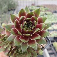 Sempervivum cv. Pink dazzler (dw)