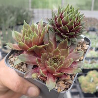 Sempervivum cv. Pink dazzler (dw)