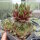 Sempervivum cv. Pink dazzler (dw)
