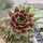 Sempervivum cv. Pink dazzler (dw)