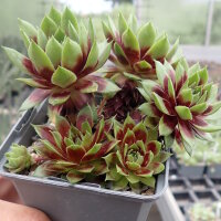 Sempervivum cv. Late Night Show (dw)