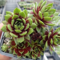 Sempervivum cv. Late Night Show (dw)