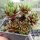 Sempervivum cv. Late Night Show (dw)