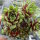 Sempervivum cv. Late Night Show (dw)