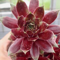 Sempervivum cv. Red Dazzler (dw)
