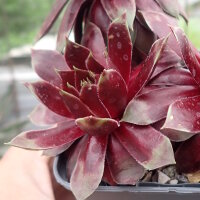 Sempervivum cv. Red Dazzler (dw)