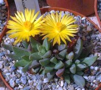 Bergeranthus jamesii - Swaarhoekpas (dw)