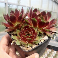 Sempervivum cv. Hopewell (dw)