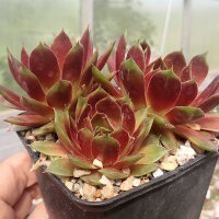 Sempervivum cv. Hopewell (dw)