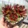 Sempervivum cv. Hopewell (dw)
