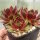 Sempervivum cv. Hopewell (dw)