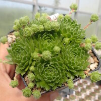 Sempervivum cv. Green Wheel (dw)