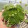 Sempervivum cv. Green Wheel (dw)