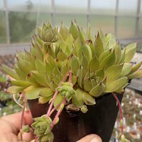 Sempervivum cv. Thomas (dw)