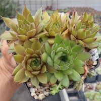 Sempervivum cv. Thomas (dw)