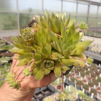 Sempervivum cv. Thomas (dw)