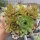 Sempervivum cv. Thomas (dw)