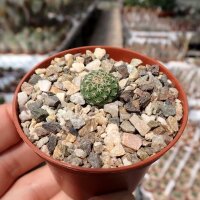 Strombocactus corregidorae CITES