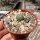 Strombocactus corregidorae CITES