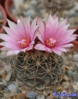 Turbinicarpus lauii CITES