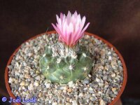 Turbinicarpus lauii CITES